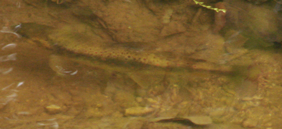 Salmo trutta